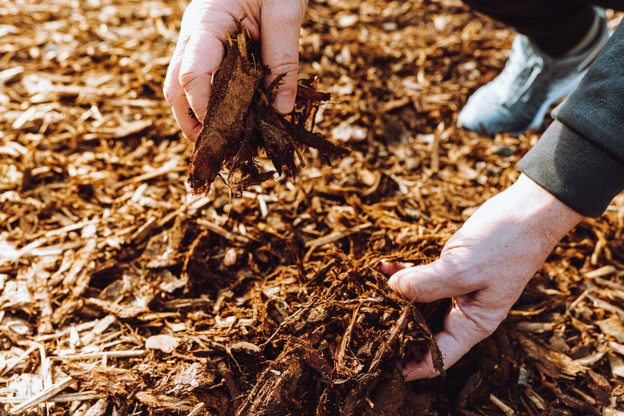 mulching in garden