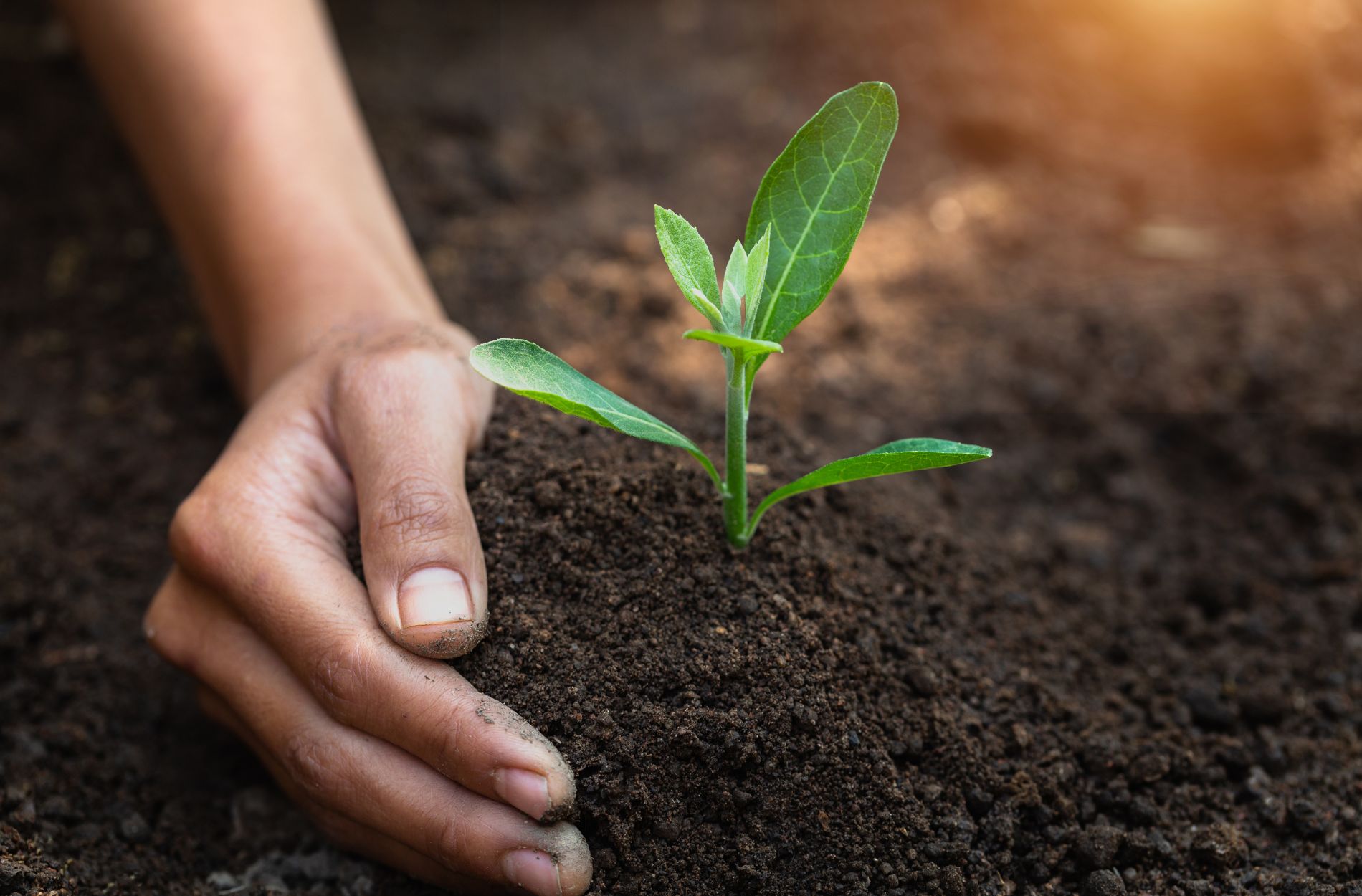garden soil