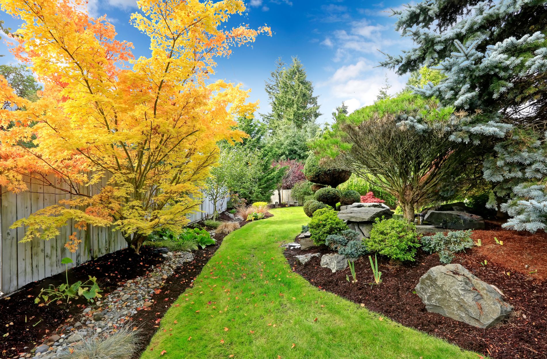 backyard landscape