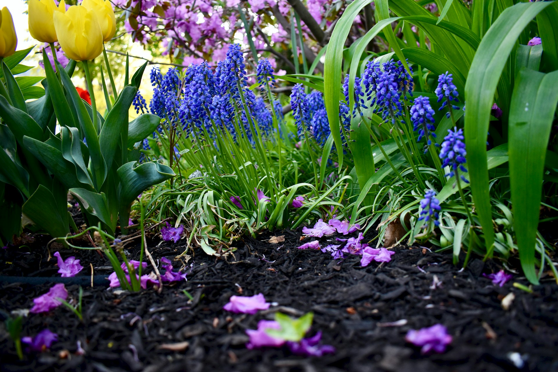 garden mulches