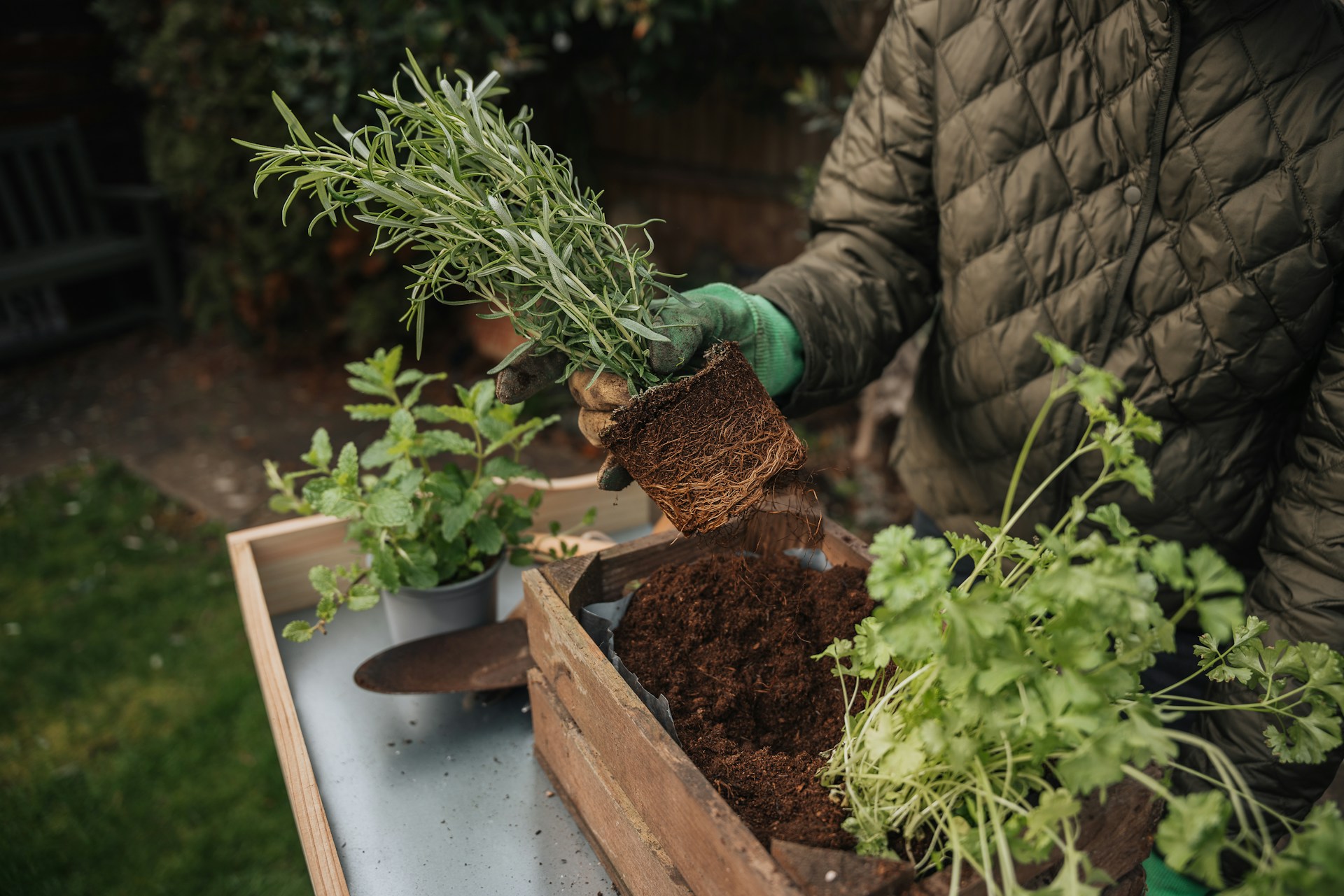 Compacted Soil in Garden