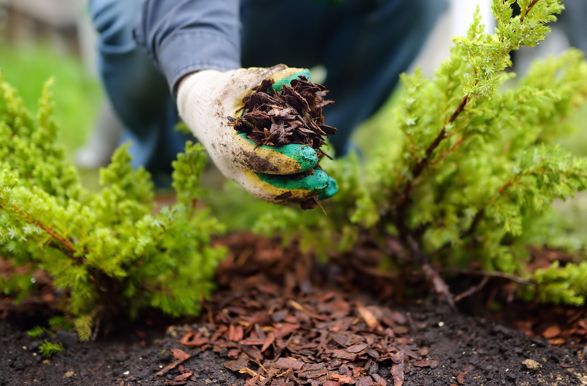 mulching