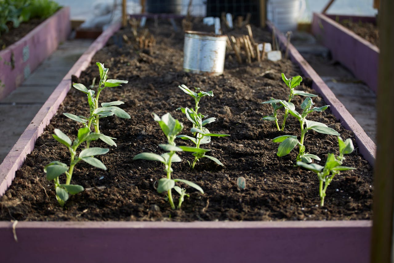 garden beds