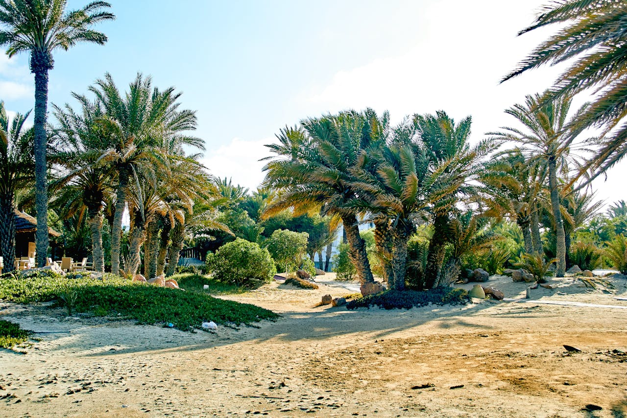 Landscaping Sand