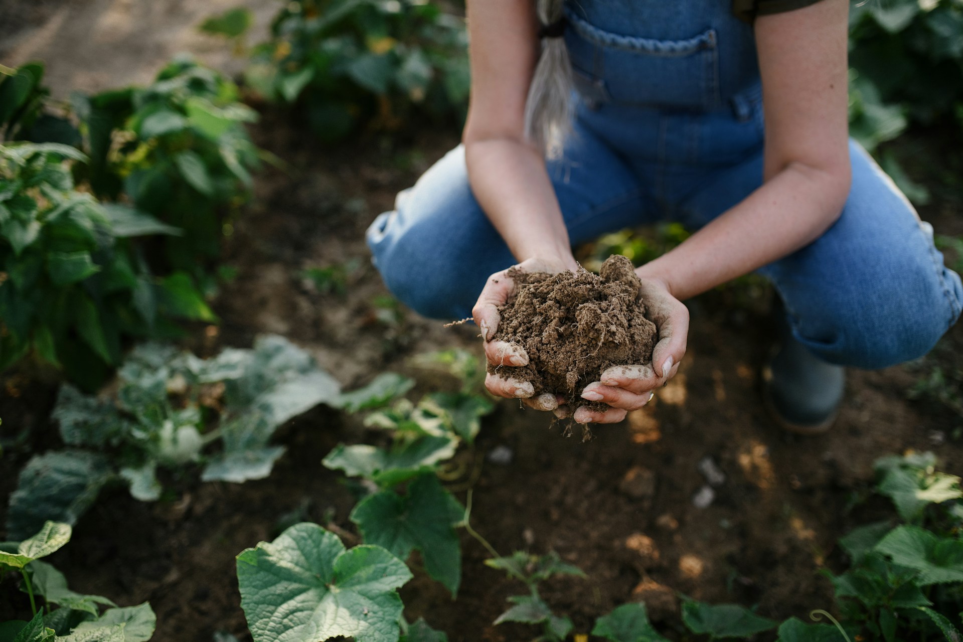 Garden Soil