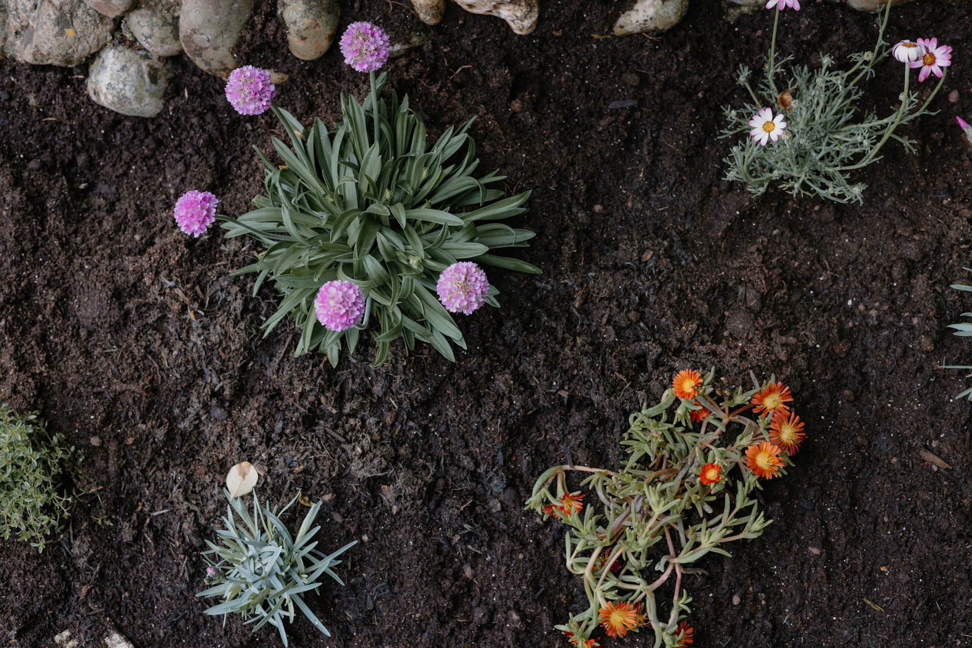 Landscaping Soil